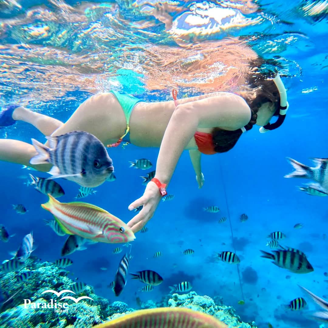 Hurghada: Excursie cu barca pe insula Paradis cu snorkeling și prânz