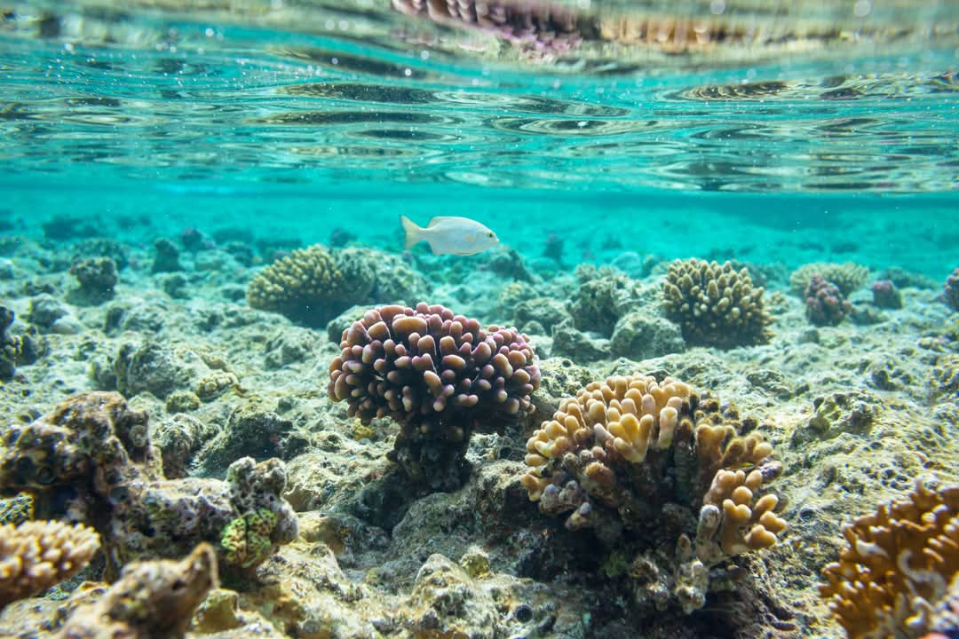 Hurghada: Excursie cu barca pe insula Paradis cu snorkeling și prânz