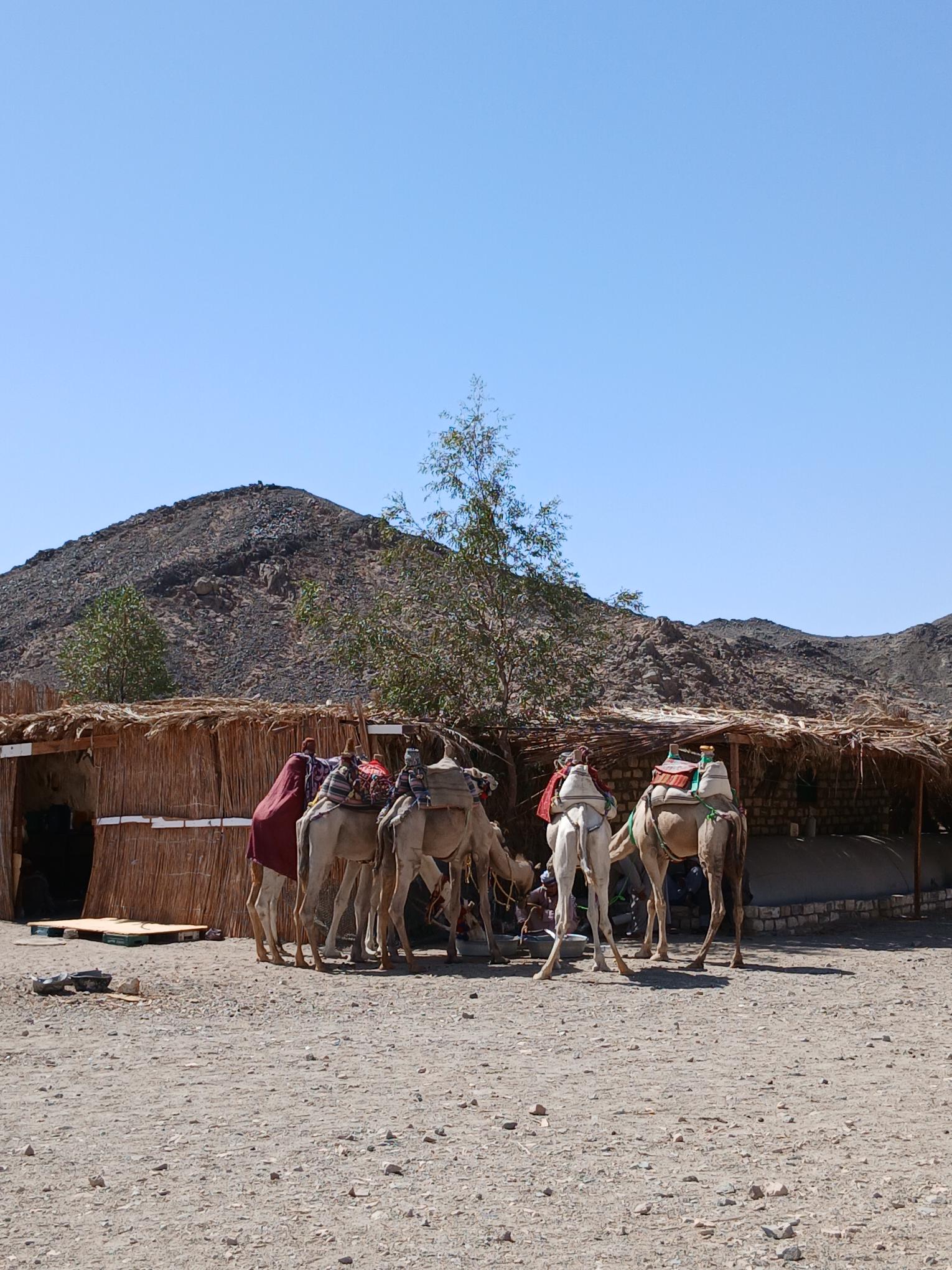 Hurghada: SUPER SAFARI – ATV, Buggy, Jeep cu cină