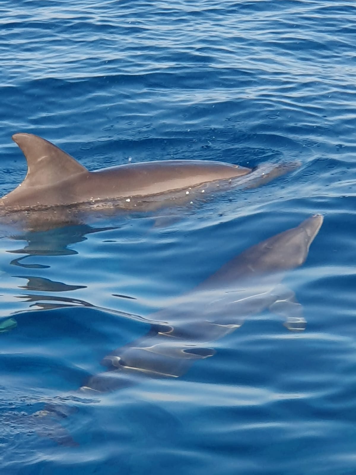 El Gouna: Excursie cu un catamaran de lux cu snorkeling și gustări/băuturi
